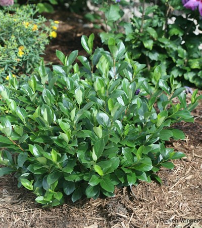 Chokeberry Low Scape Mound™